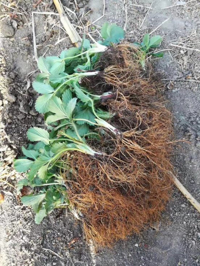 小白草莓苗基地直销白草莓苗保证品种
