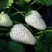 小白草莓苗基地直销白草莓苗保证品种