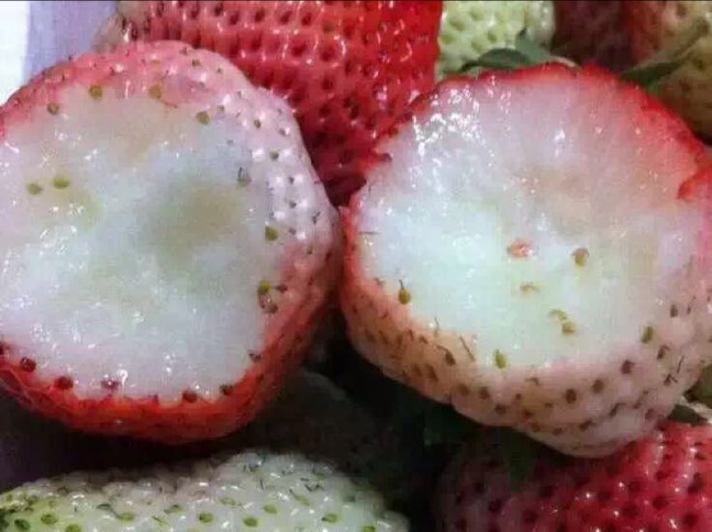 小白草莓苗基地直销白草莓苗保证品种