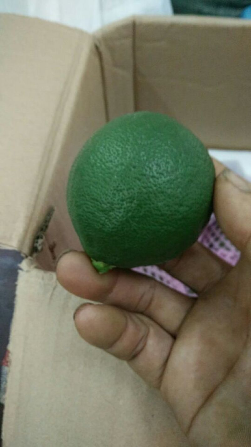 北京青柠檬！尤力克青果