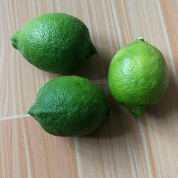 北京青柠檬！尤力克青果
