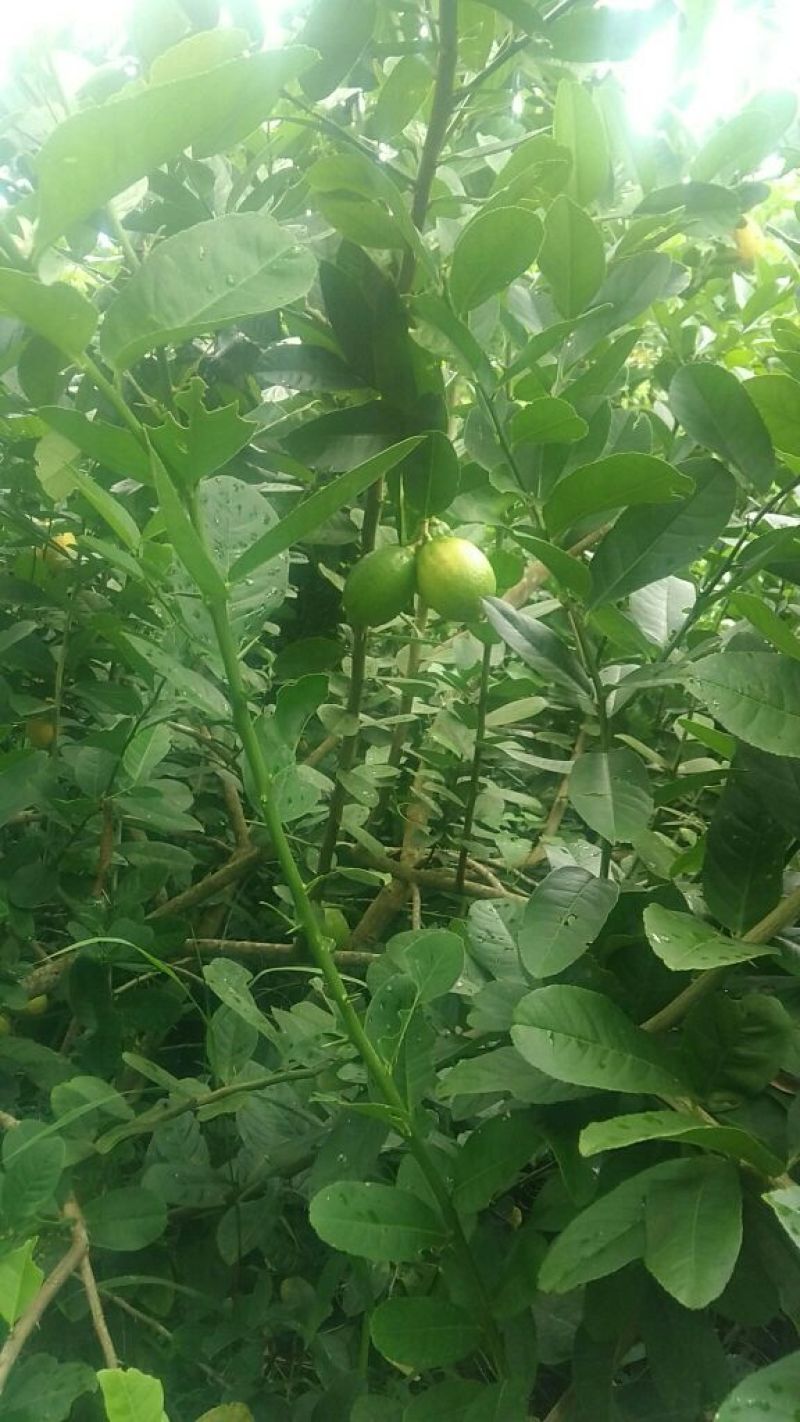 自家农场自产自销广东香水柠檬