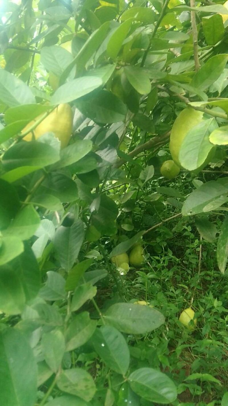 自家农场自产自销广东香水柠檬