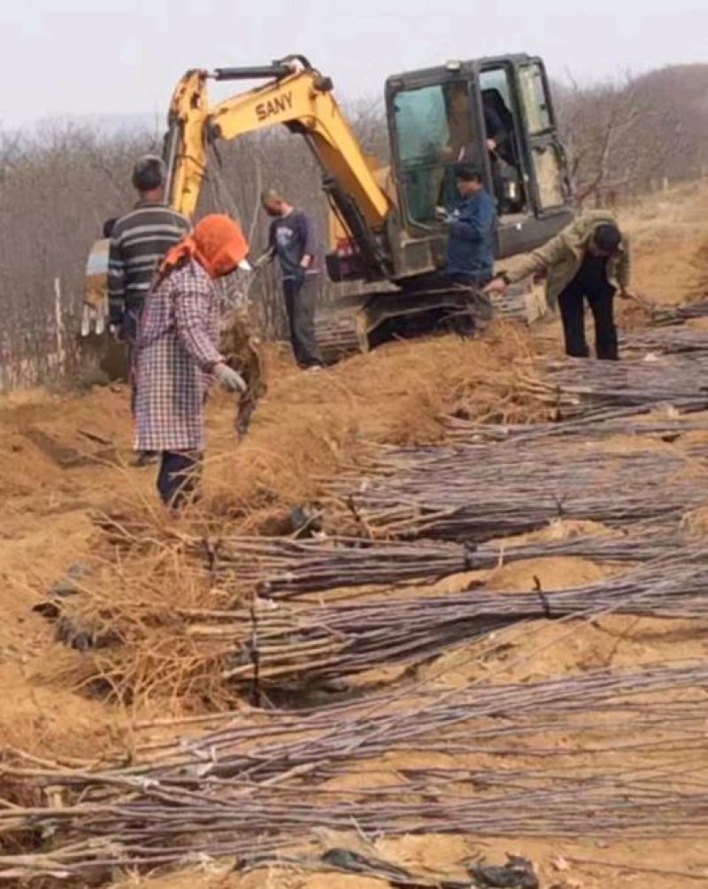 矮化苹果苗粉红女士包成活技术指导品种纯正