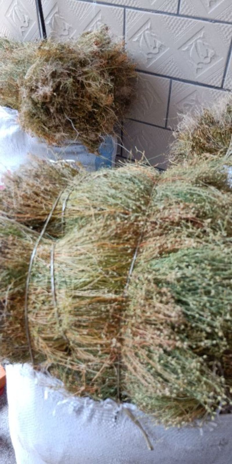 四叶莲一手货源产地直供应商