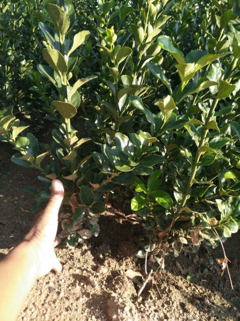 一级大叶黄杨(冬青)苗各种冠幅的