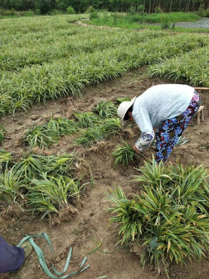 金边麦冬——基地自产自销