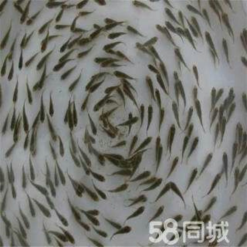 鲫鱼苗，黄金鲫鱼，长期供应