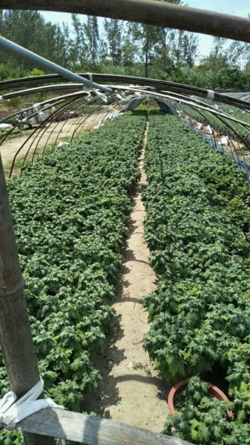 菊花，基地直供