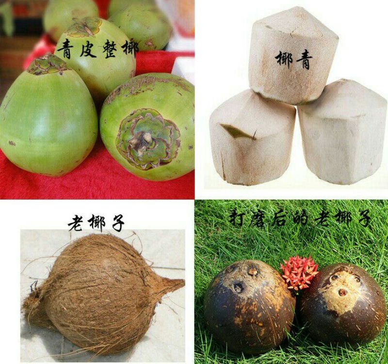 高种椰子1.5~2斤