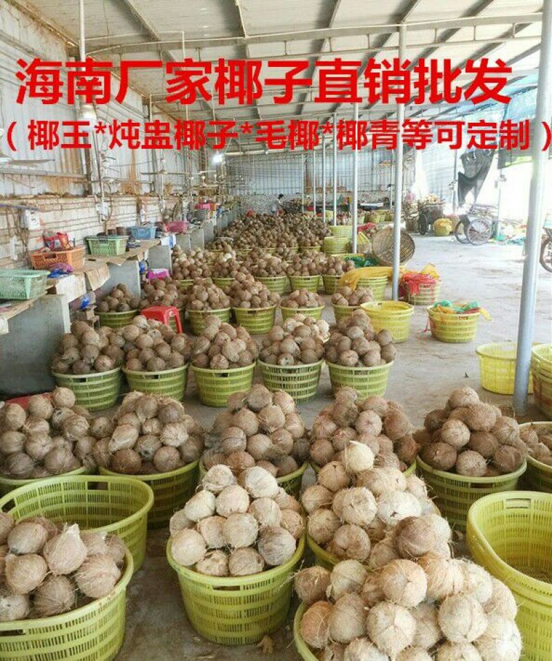 高种椰子1.5~2斤