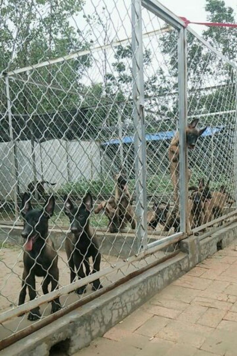 精品高端马犬，黑马红马黄马，马犬幼犬，马犬成年犬