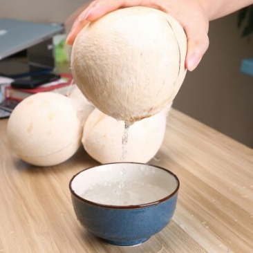 高种椰子1.5~2斤