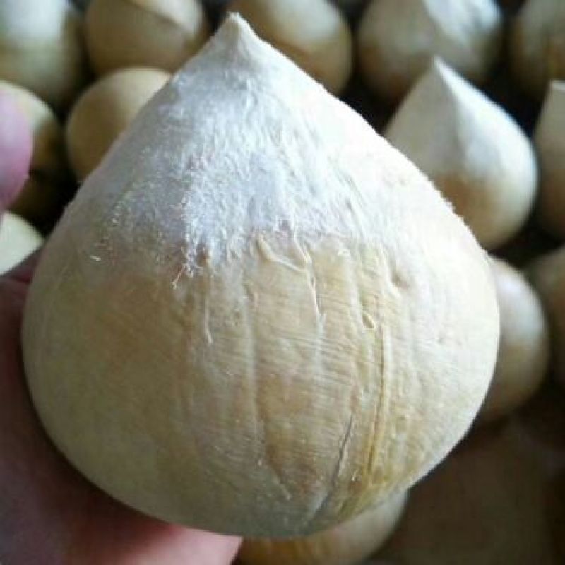 高种椰子1.5~2斤