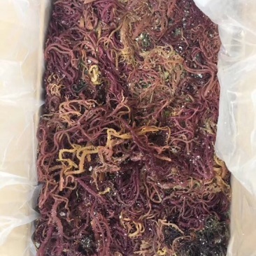 海草散装