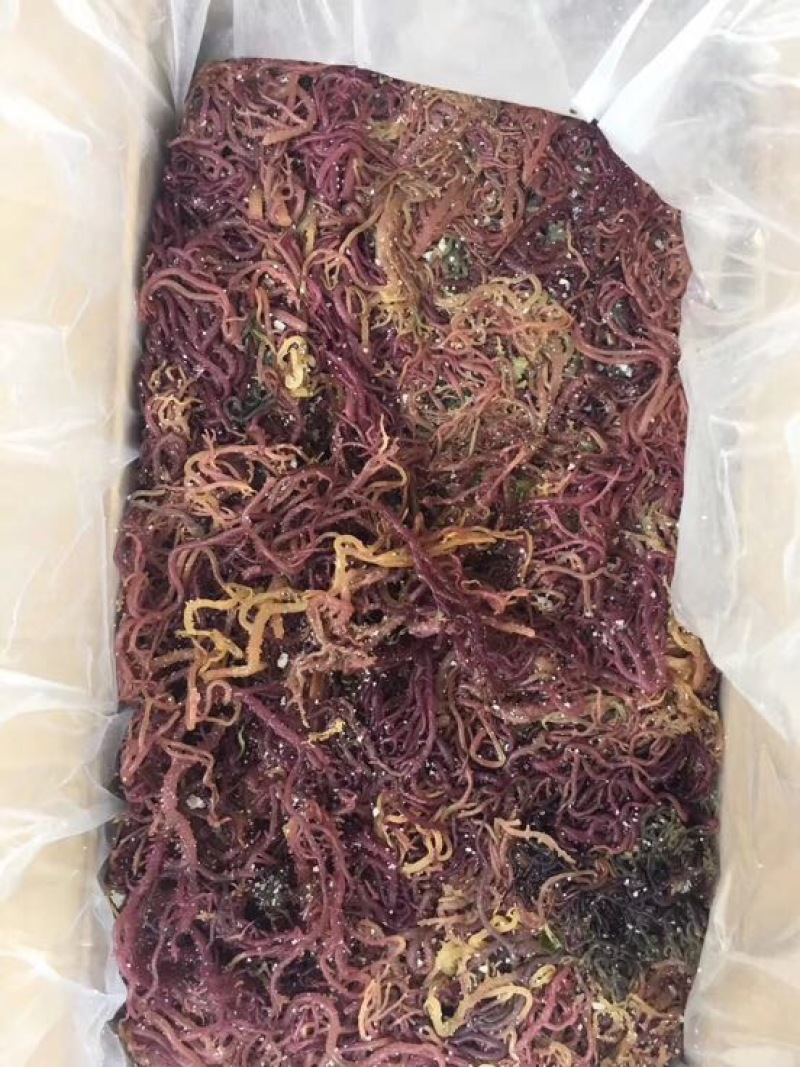 海草散装