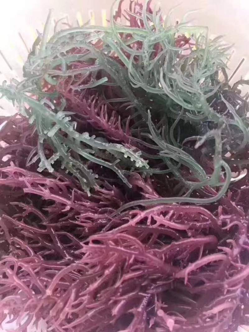海草散装