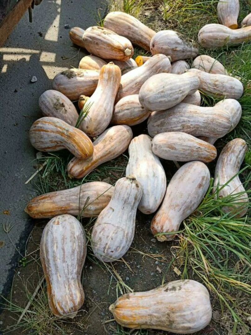 金韩八号南瓜上市中好货