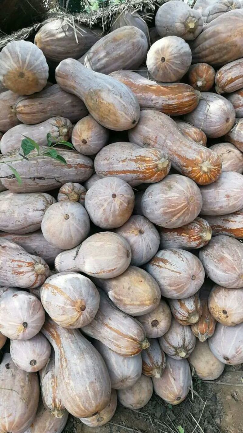 金韩八号南瓜上市中好货