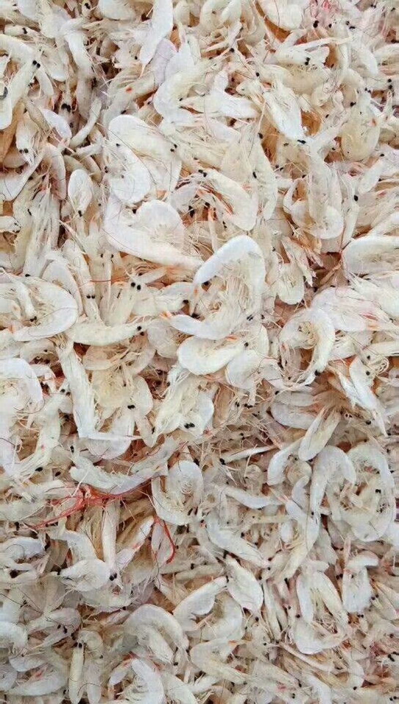渤海湾特产，虾皮