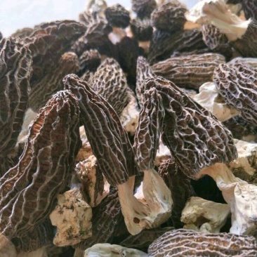 羊肚菌