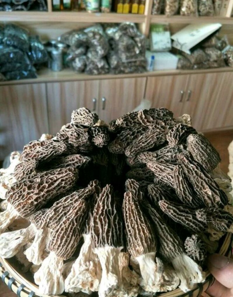 羊肚菌