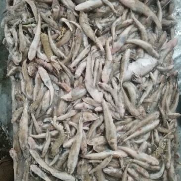 冻块海杂鱼