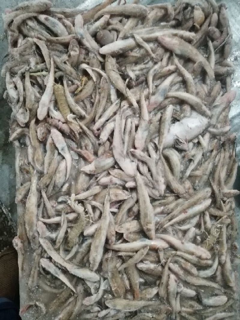 冻块海杂鱼