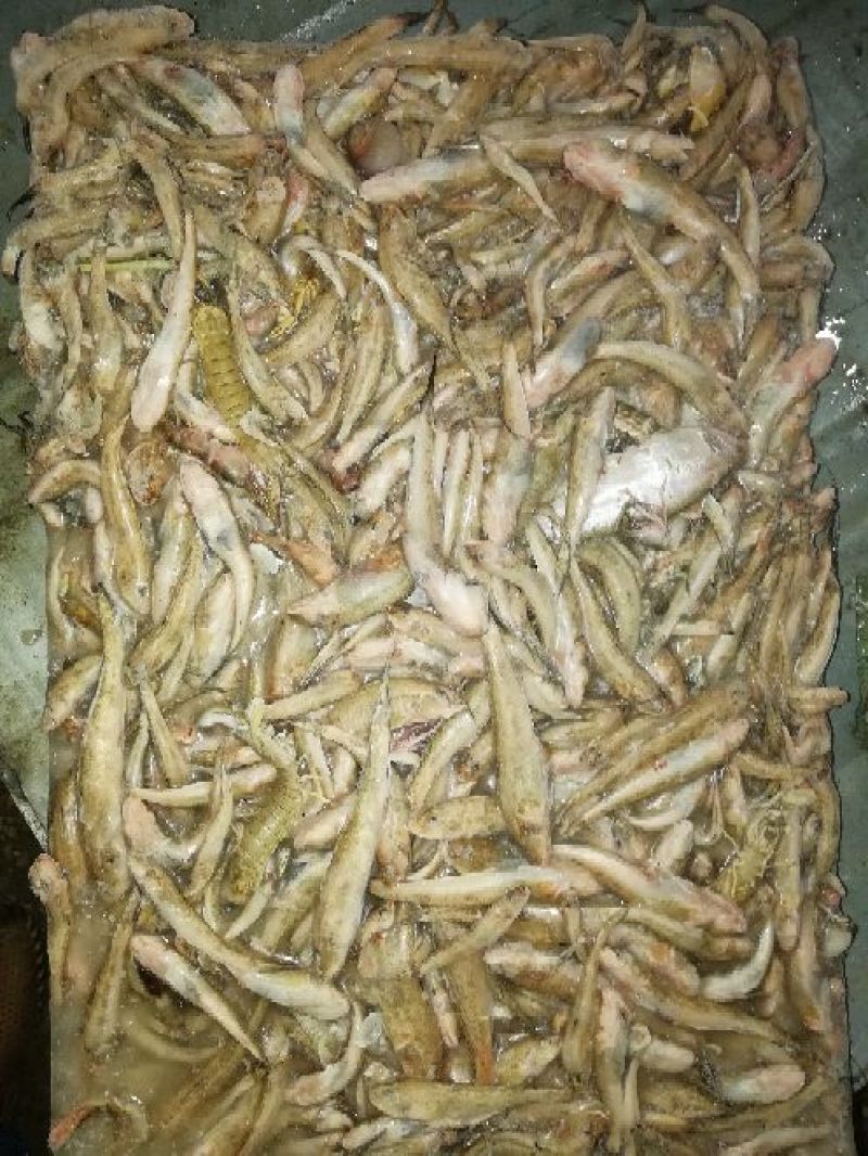 冻块海杂鱼