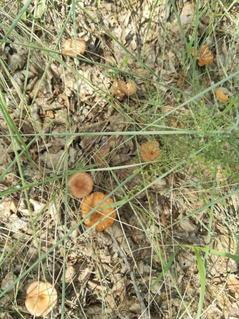 草蘑菇（小喇叭蘑菇）