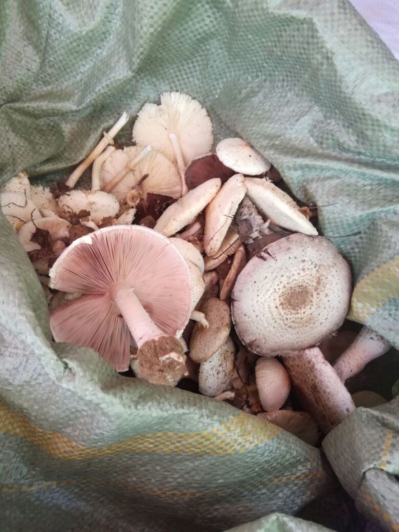 草蘑菇（小喇叭蘑菇）