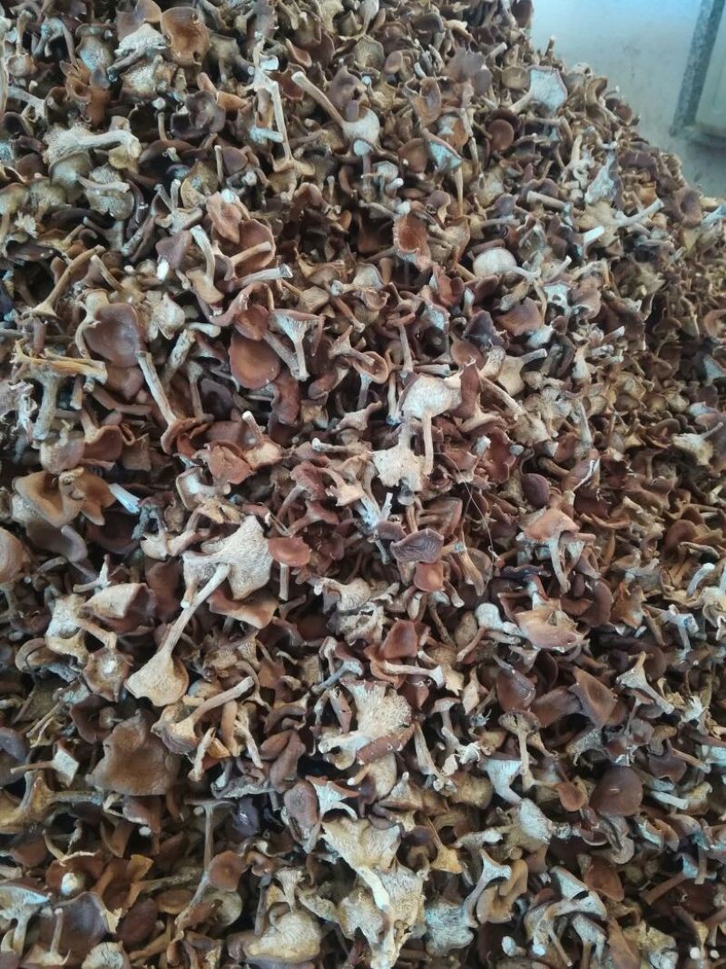 草蘑菇（小喇叭蘑菇）