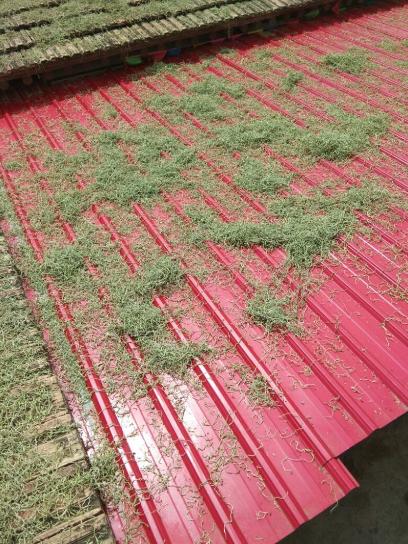 自产自销的豆角丝大量出售，绿，干净，欢迎