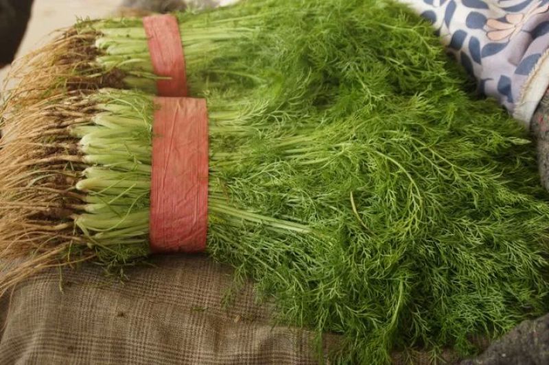 精品茴香苗本地常年供应精品茴香苗适合各大超市市场