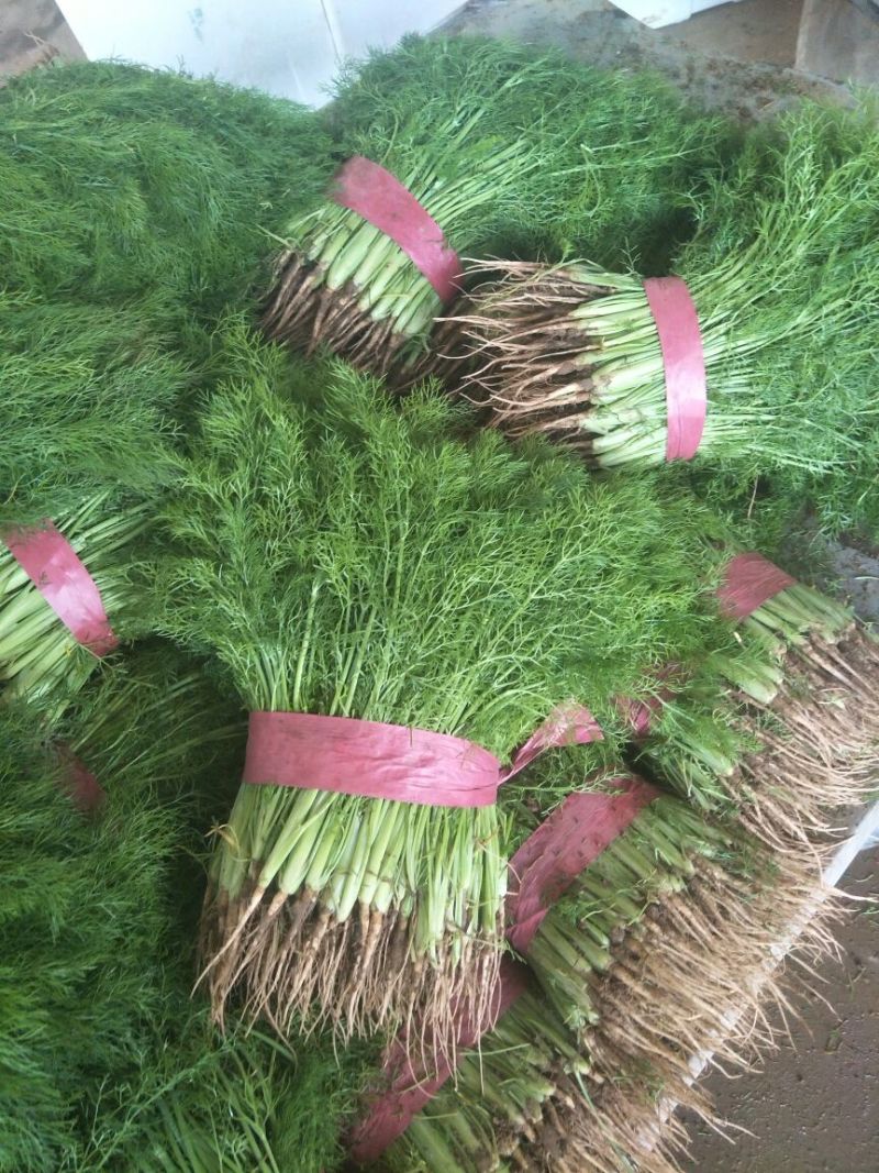 精品茴香苗本地常年供应精品茴香苗适合各大超市市场
