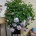 欧洲月季40~50cm