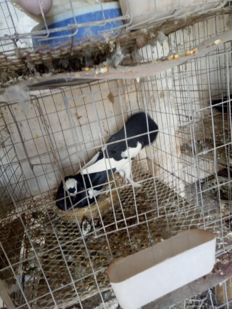 玩赏鸽公