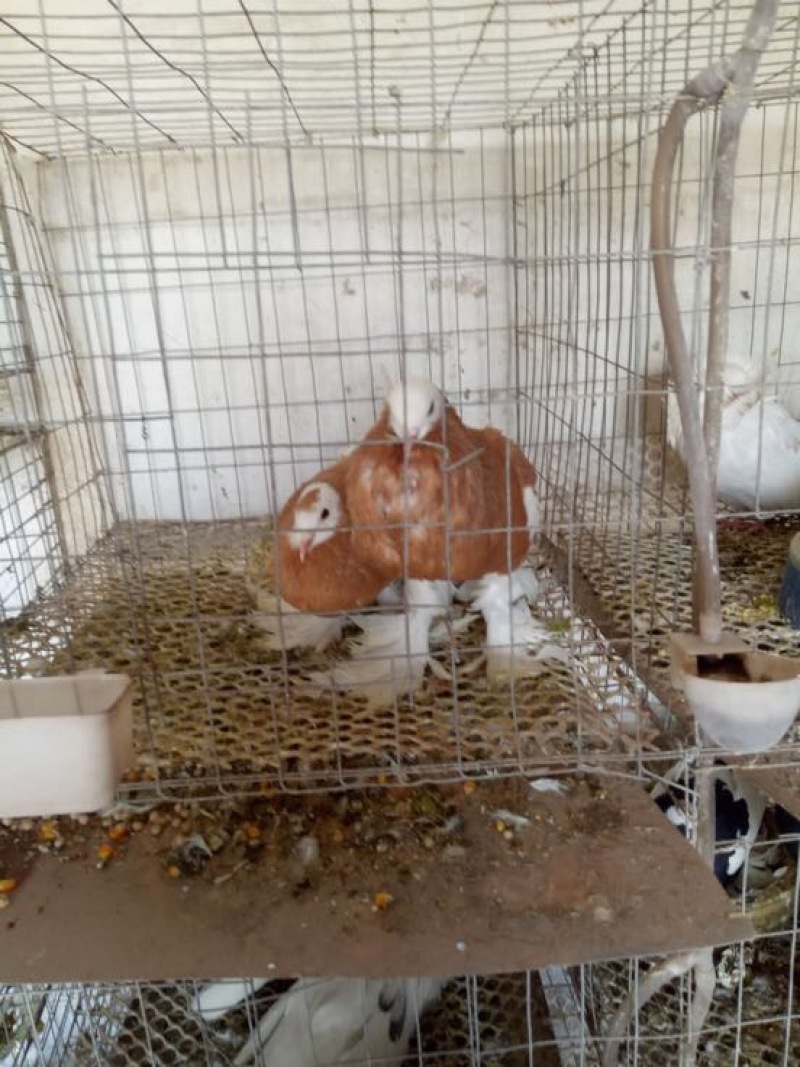 玩赏鸽公