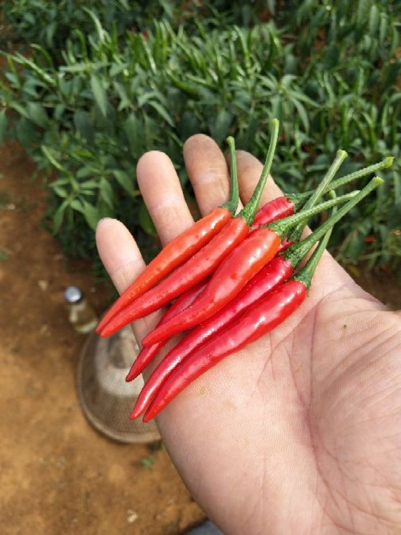 鲜红小米椒！