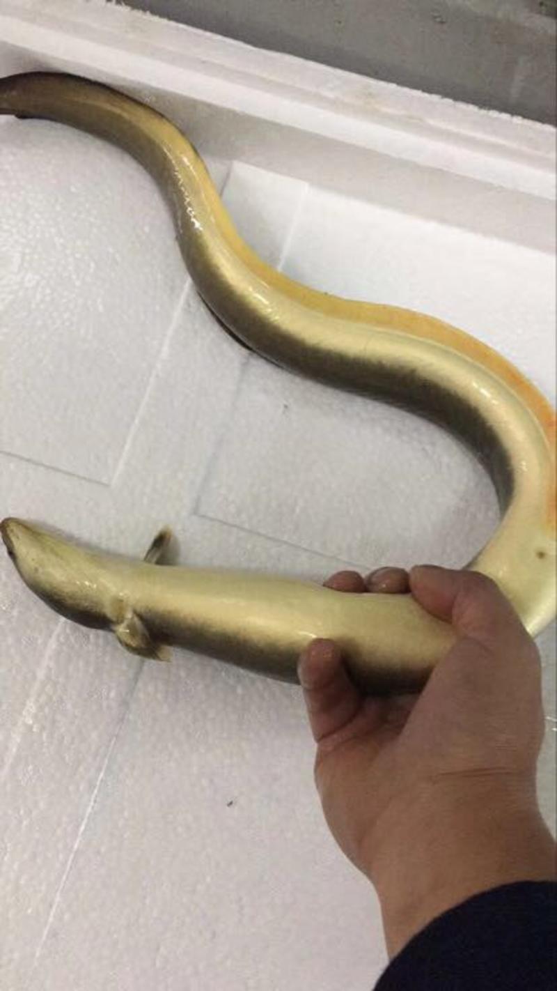 黄鳗0.8~1公斤/尾