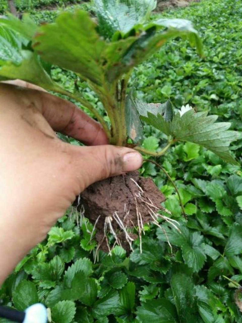 甜宝草莓苗脱毒草莓苗基地，基质穴盘苗，假植苗