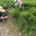 欢迎电话咨询麦冬货源正规纯净无杂质品质保障