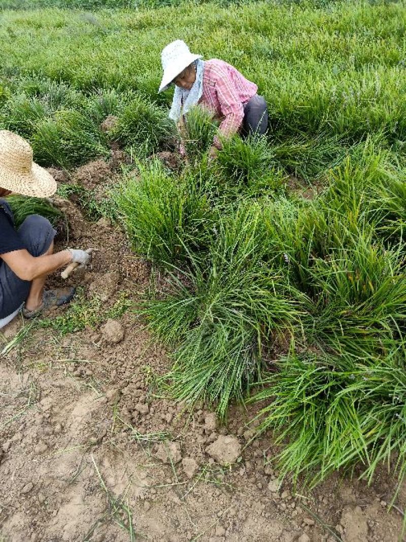 欢迎电话咨询麦冬货源正规纯净无杂质品质保障