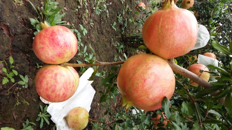 突尼斯软籽石榴，5两一1.5斤包成熟