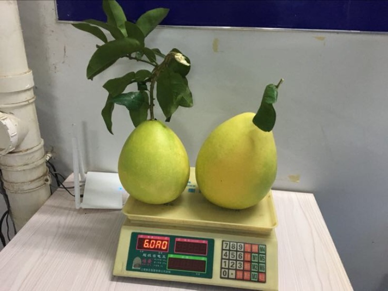 红心柚2斤以上