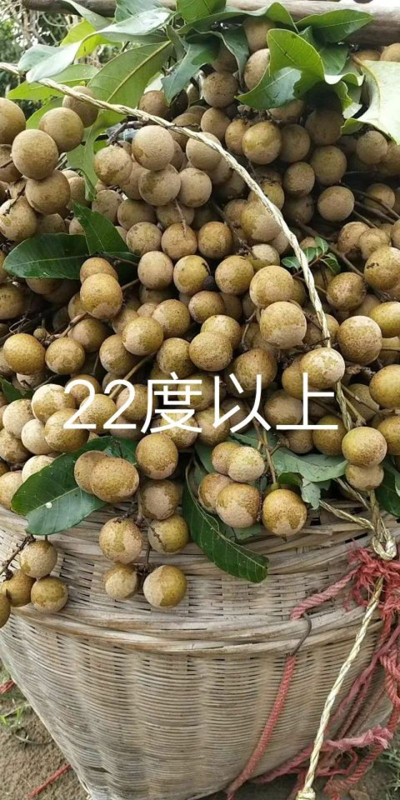 石硖龙眼