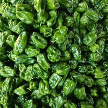 麻辣椒10-15厘米青中辣.产地代办