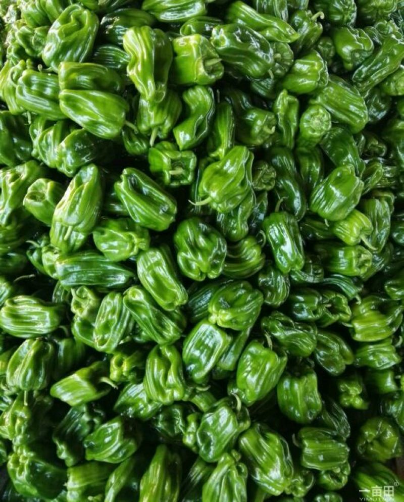 麻辣椒10-15厘米青中辣.产地代办