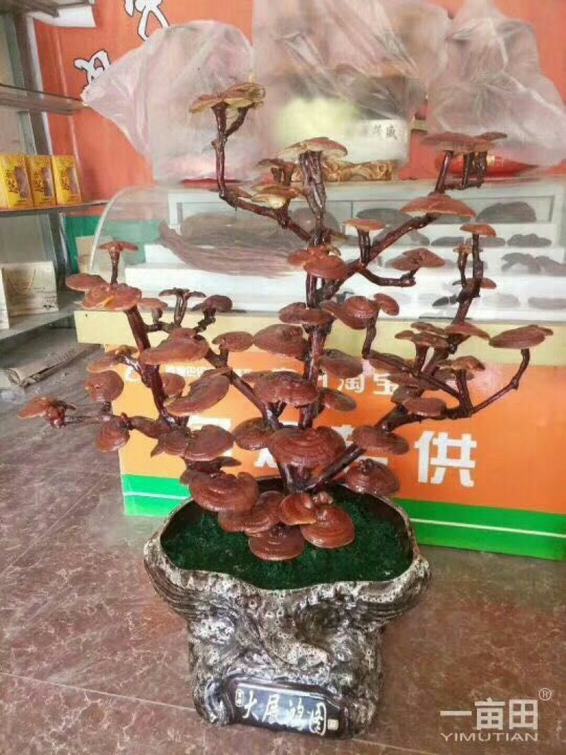 大灵芝