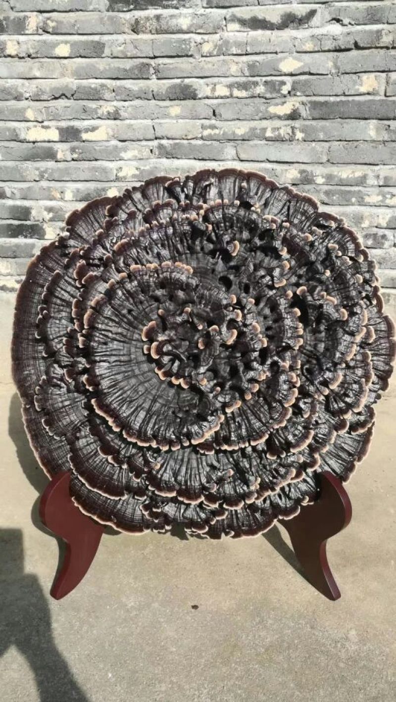 大灵芝